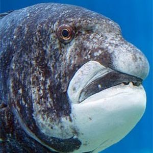 Meet your Posher, Jorge